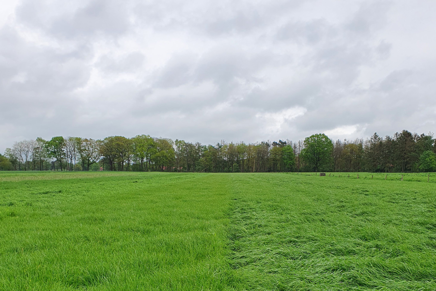 Das Grünland zeigt eine grün blühende Wiese.