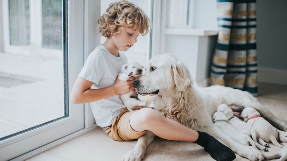 Young boy with mother golden retriever and her puppies