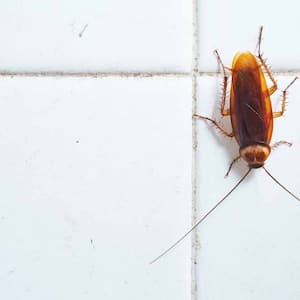 Cockroach crawling on white tile