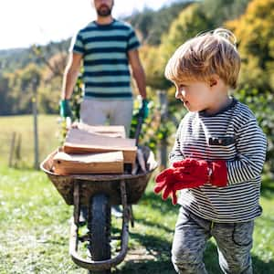 Dad and son moving chopped firewood in wheelbarrow