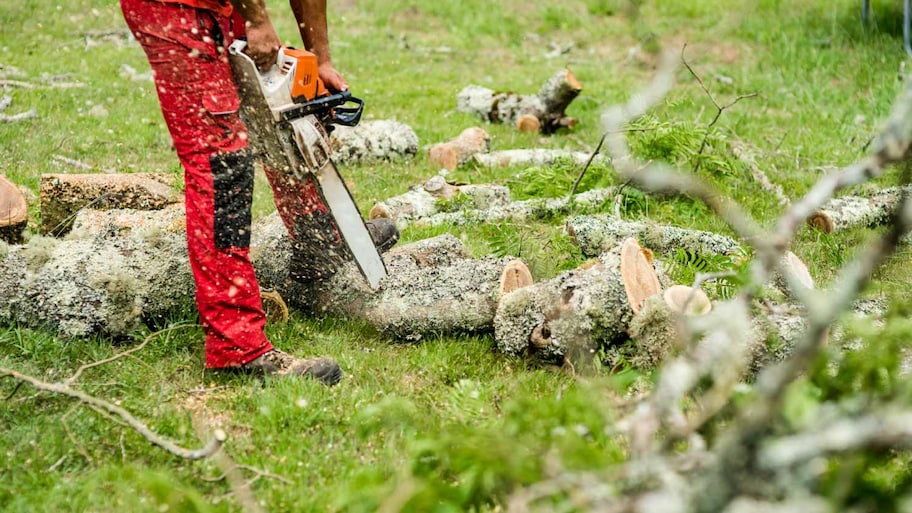 Man cutting a tree with a chainsaw 