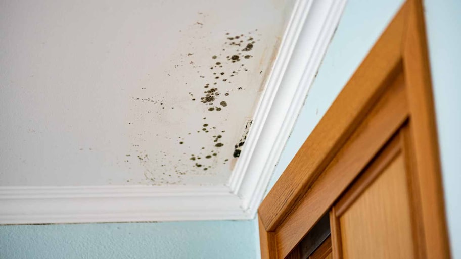 Mold-Infested Ceiling in a Bedroom