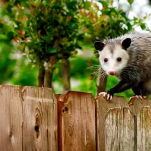 Opossum walking on new backyard fence