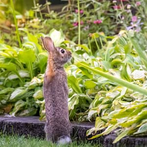 Rabbit looking at garden