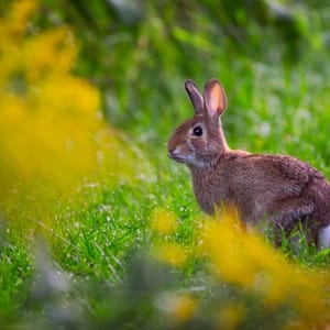 Rabbit sitting on grass 