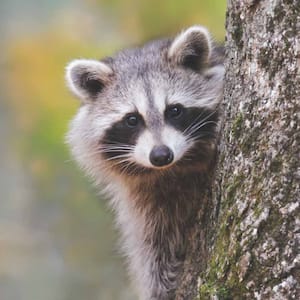 Raccoon sitting on a tree