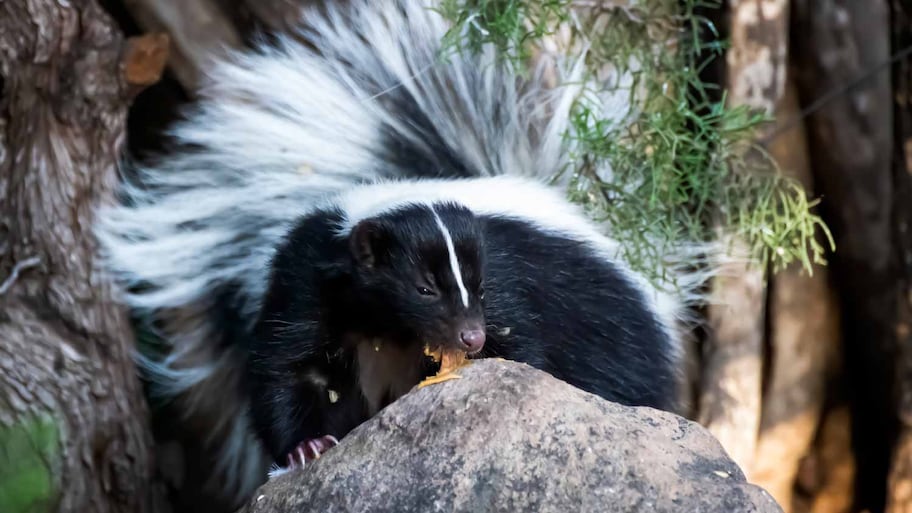 Skunk licking peanut butter