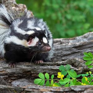 Skunk on tree trunk