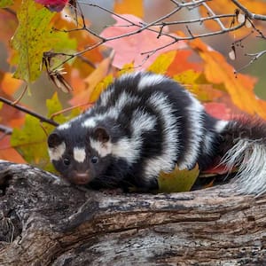 Small skunk in nature 