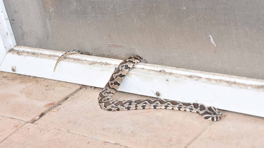 Snake at the door of a house