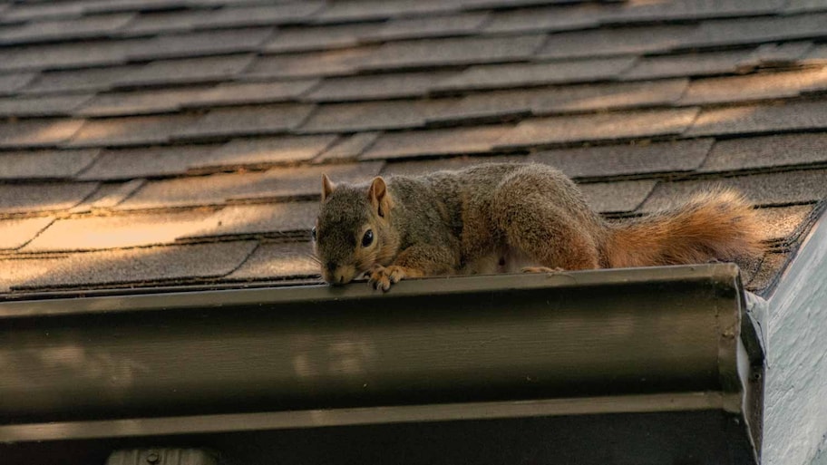  Squirrel in gutter