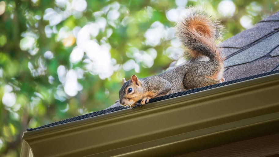 Squirrel on the roof