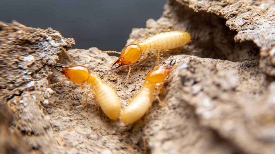 Termites searching for food