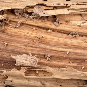 Traces of wood that is eaten by termites