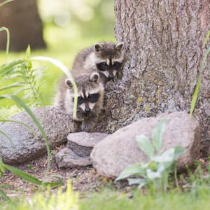 Two Baby Raccoons