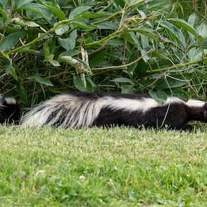  Two skunks in spring