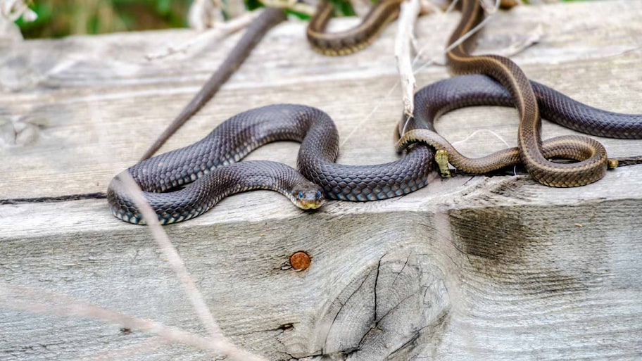 Two wild snakes