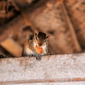 Red squirrel holding nut in his teeth