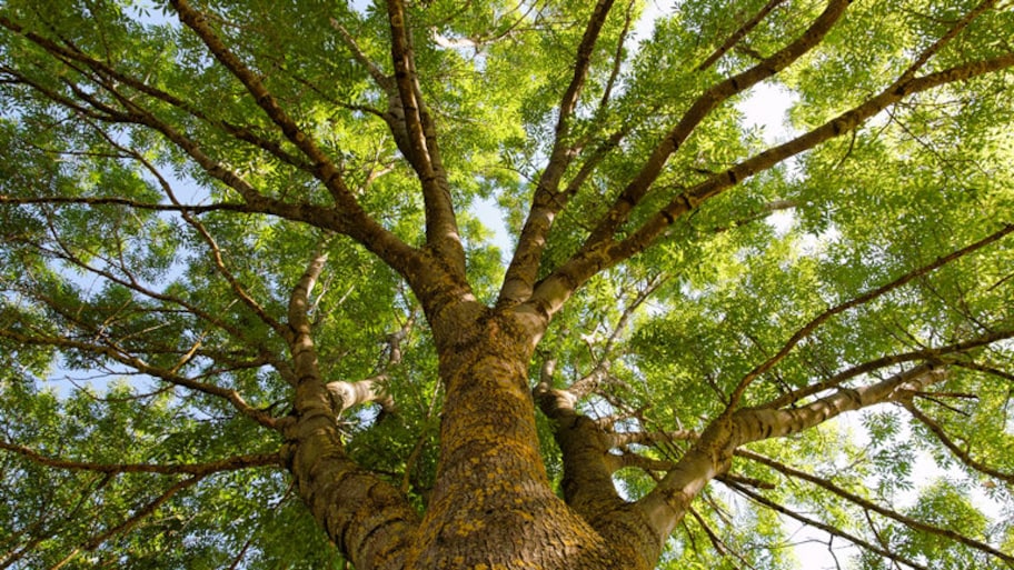 Photograph of an ash tree from below