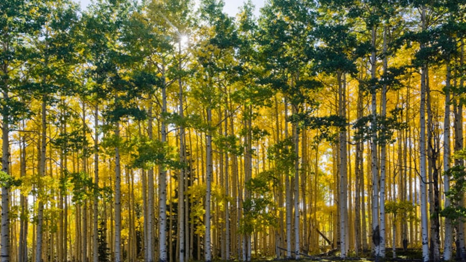 Array of aspen trees in the fall