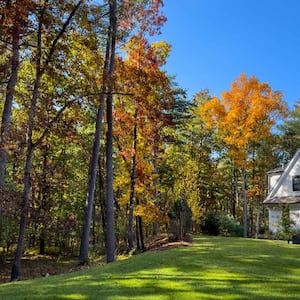 The backyard of a house with trees during autumn