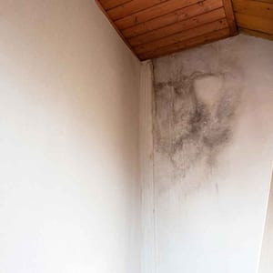 Black mold growing in the corner of the room