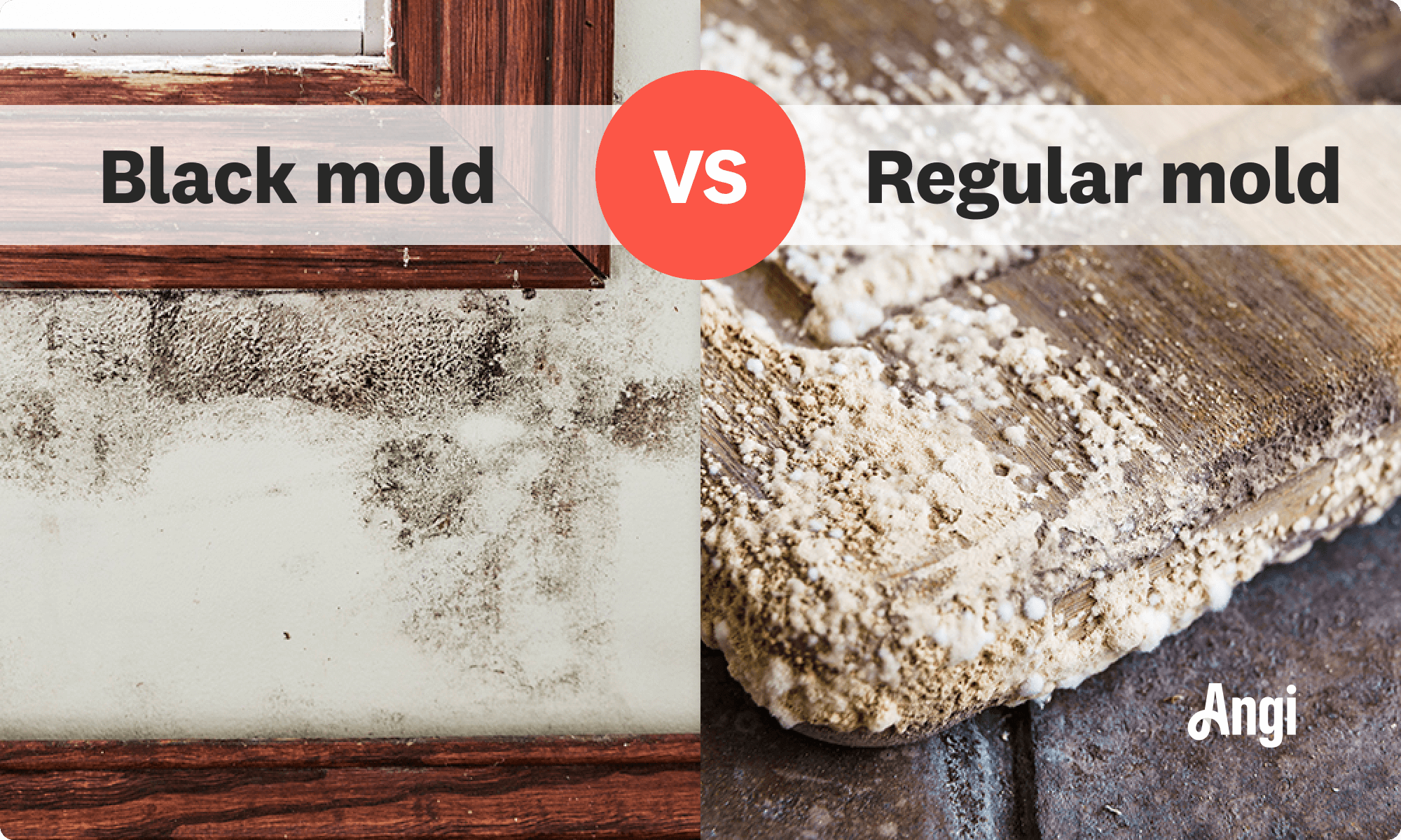 Black mold versus regular mold visual comparison