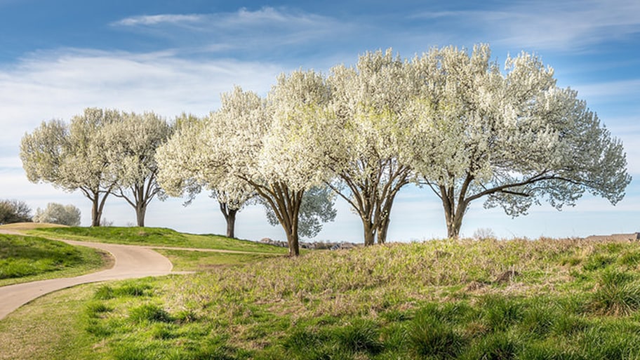 Bradford pear trees in a grass landscape