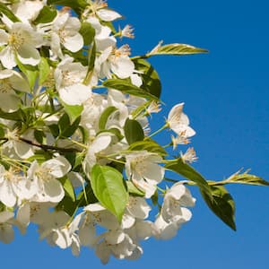 Bradford pear’s white blossom in springtime