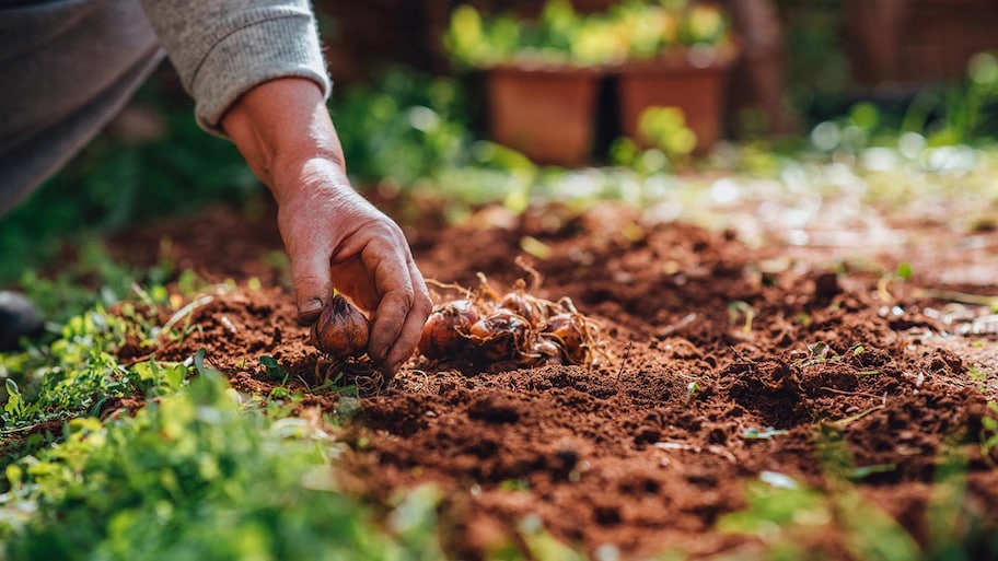 Planting bulbs