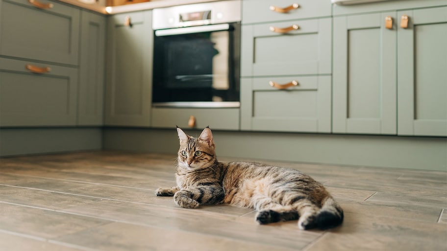 A cat lays on laminate flooring