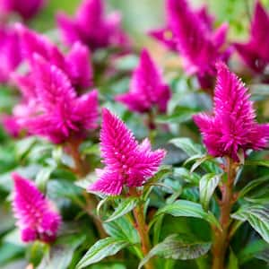 Close-up of blooming purple celosia flowers