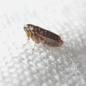 Close-up of a flea