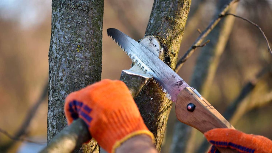 Close-up of a person pruning a tree