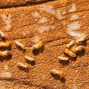 Close-up of termites on a wooden surface