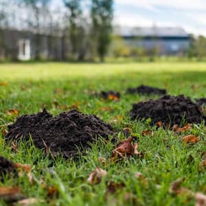 damaged lawn due to mole making holes 