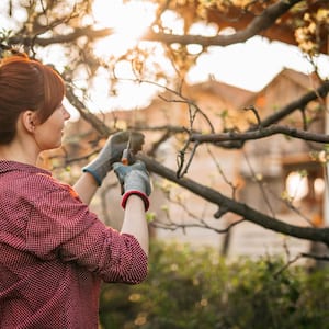 A woman pruning apple trees