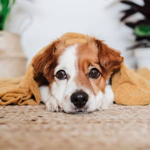 A dog with a blanket relaxing on a carpet