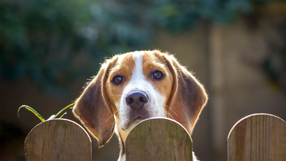 Dog looking over fence