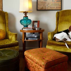 A dog relaxing in an upholstered chair