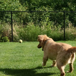 Dog playing with tennis ball in the yard