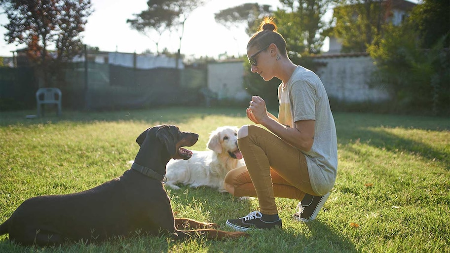 Dog trainer and two dogs