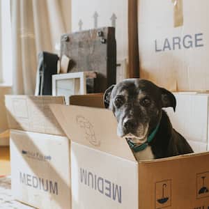 A Dog in a Cardboard Box on Moving Day