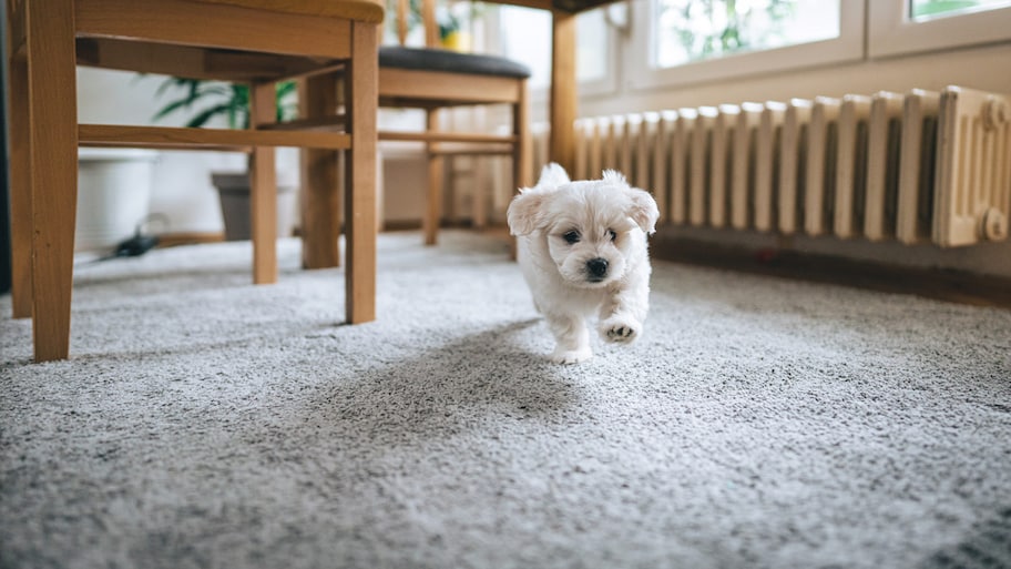 White dog on gray carpet in home