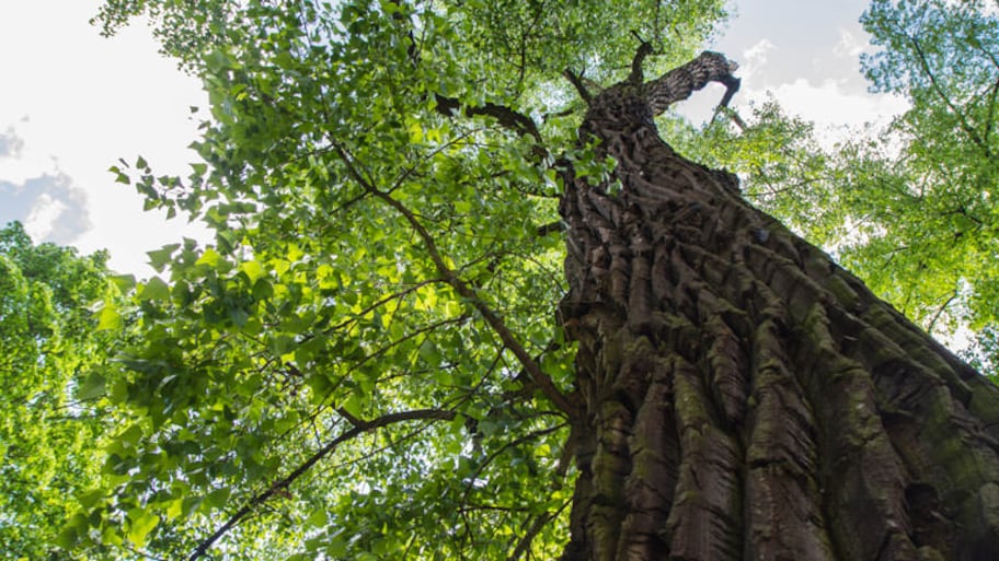 Photograph of an Eastern Cottonwood tree from below