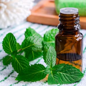 Essential mint oil