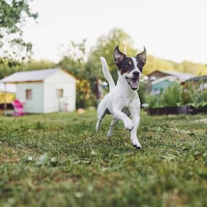 An excited dog running in the backyard