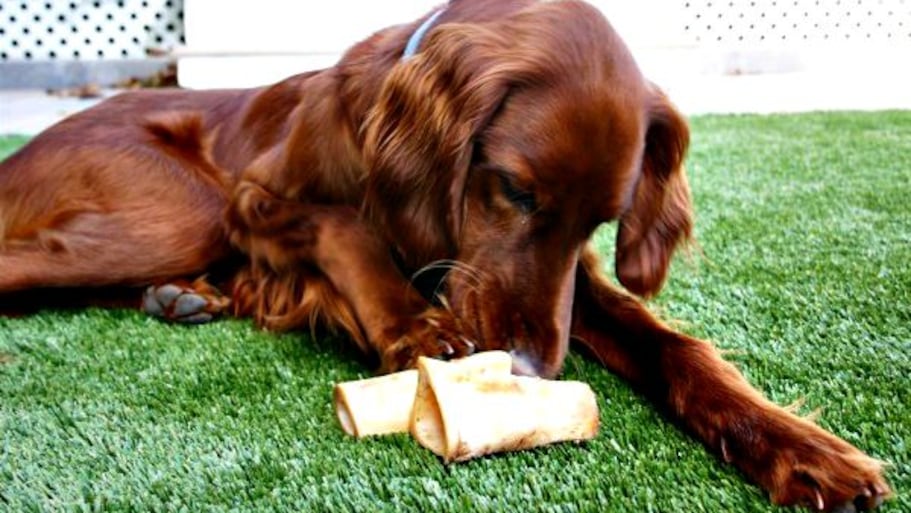 dog on artificial grass