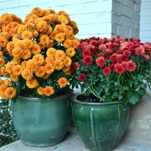 fall mums