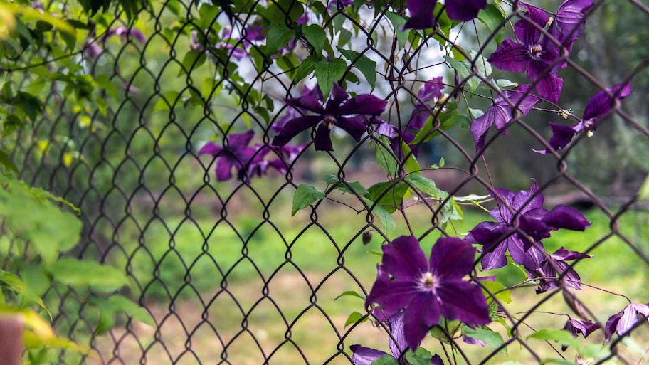 A garden with flowers on a chain link fence